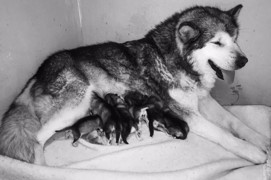Chiot Alaskan Malamute De La Légende D'Hathor
