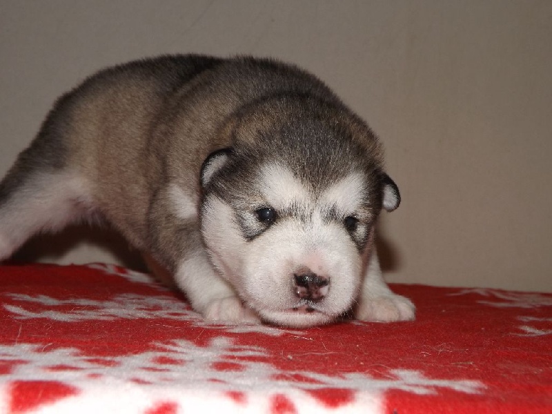 De La Légende D'Hathor - Alaskan Malamute - Portée née le 22/12/2014